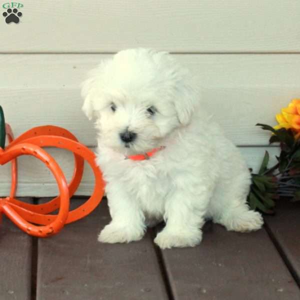 Frosty, Maltese Puppy