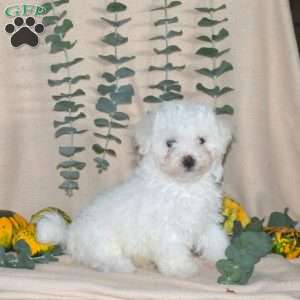 Frosty, Bichon Frise Puppy