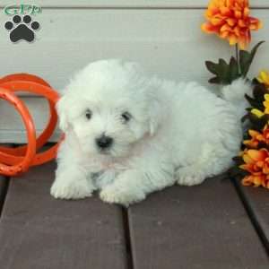 Frosty, Maltese Puppy