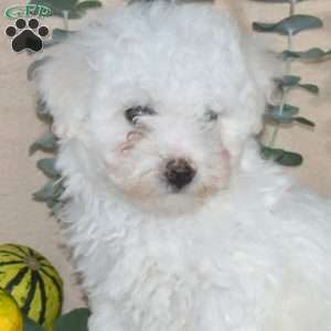 Frosty, Bichon Frise Puppy