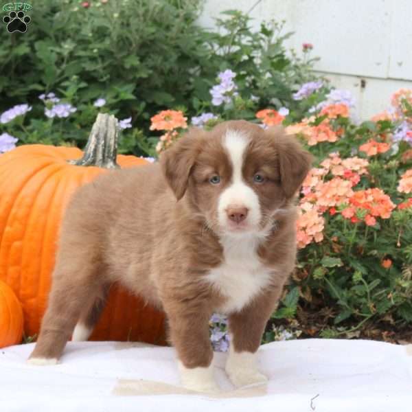 Fudge, Border Collie Puppy