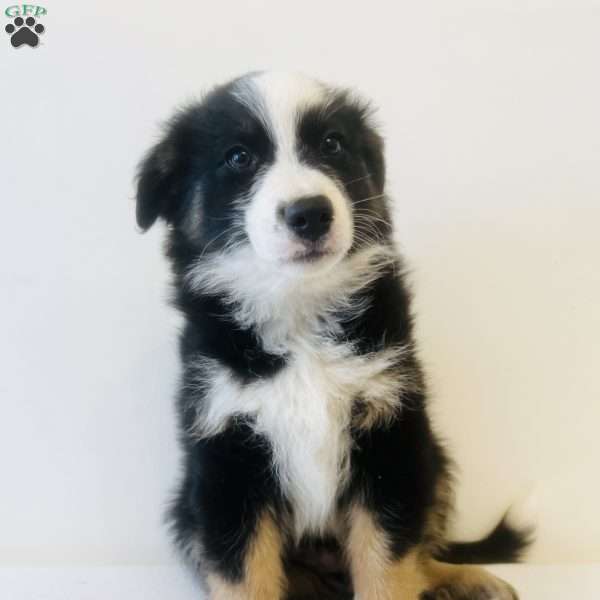 Enzo, Australian Shepherd Puppy