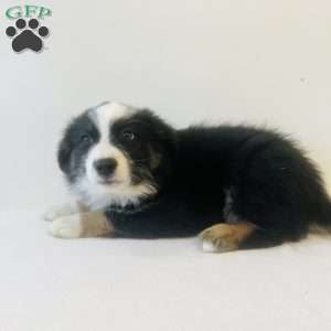 Enzo, Australian Shepherd Puppy