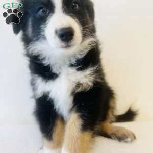 Enzo, Australian Shepherd Puppy