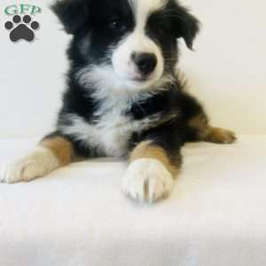 Enzo, Australian Shepherd Puppy