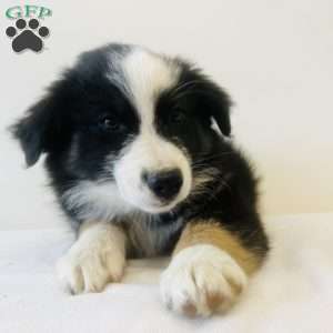Enzo, Australian Shepherd Puppy