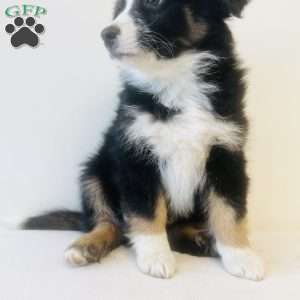 Enzo, Australian Shepherd Puppy