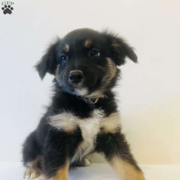 Emmy, Australian Shepherd Puppy