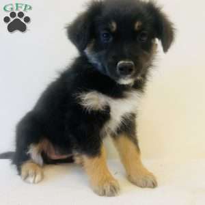 Emmy, Australian Shepherd Puppy