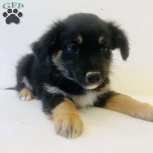 Emmy, Australian Shepherd Puppy