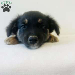 Emmy, Australian Shepherd Puppy