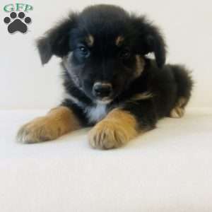 Emmy, Australian Shepherd Puppy