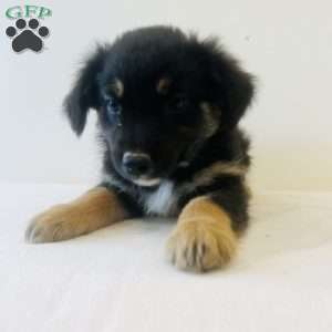 Emmy, Australian Shepherd Puppy