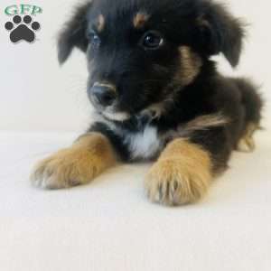 Emmy, Australian Shepherd Puppy