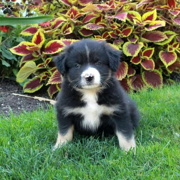 Gabe, Australian Shepherd Puppy