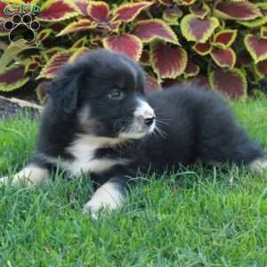 Gabe, Australian Shepherd Puppy