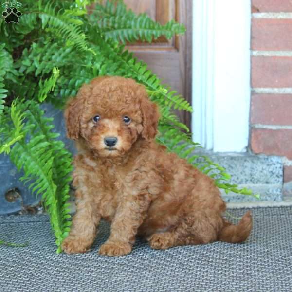 Gavin, Miniature Poodle Puppy