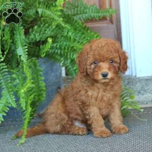Gavin, Miniature Poodle Puppy