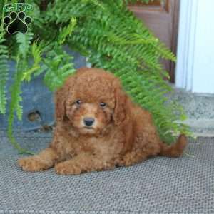 Gavin, Miniature Poodle Puppy