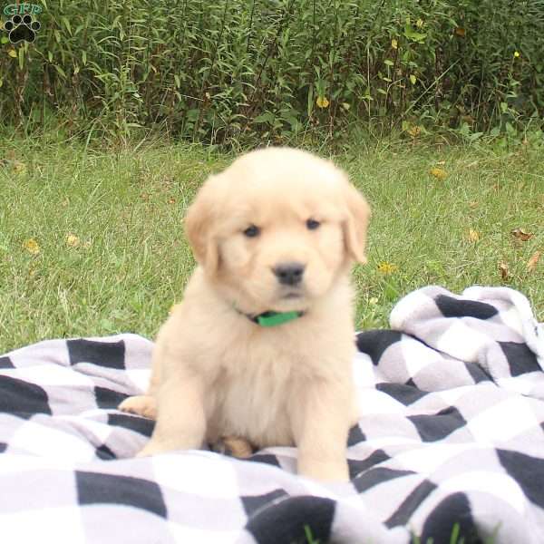 Gavin, Golden Retriever Puppy