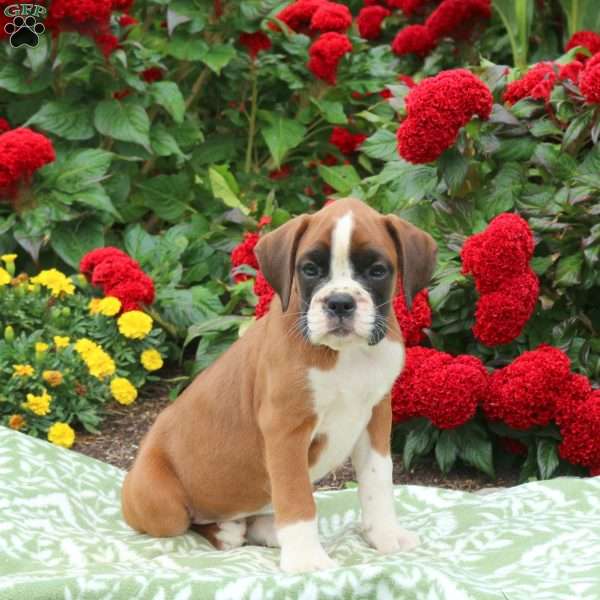 Gemma, Boxer Puppy