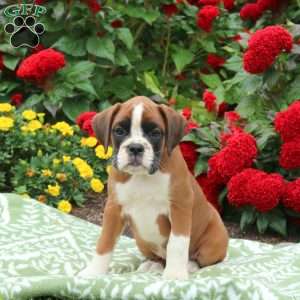 Gemma, Boxer Puppy