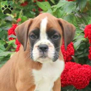 Gemma, Boxer Puppy