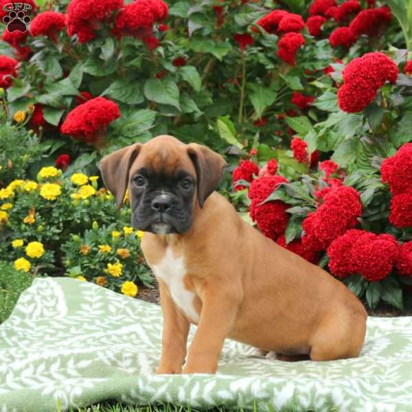 George, Boxer Puppy