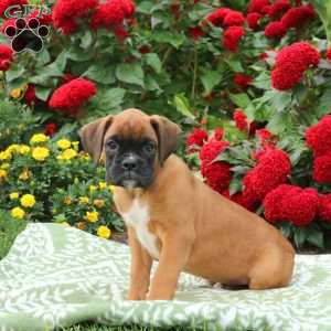 George, Boxer Puppy
