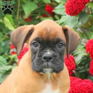 George, Boxer Puppy