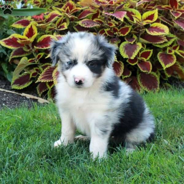 Georgia, Australian Shepherd Puppy