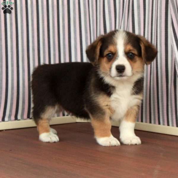 Gerald, Welsh Corgi Mix Puppy