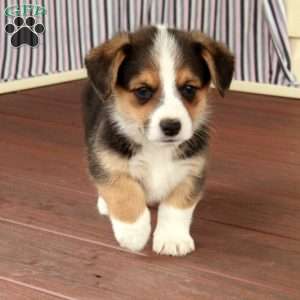 Gerald, Welsh Corgi Mix Puppy
