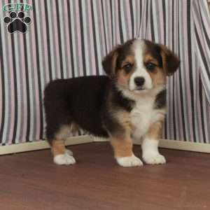 Gerald, Welsh Corgi Mix Puppy