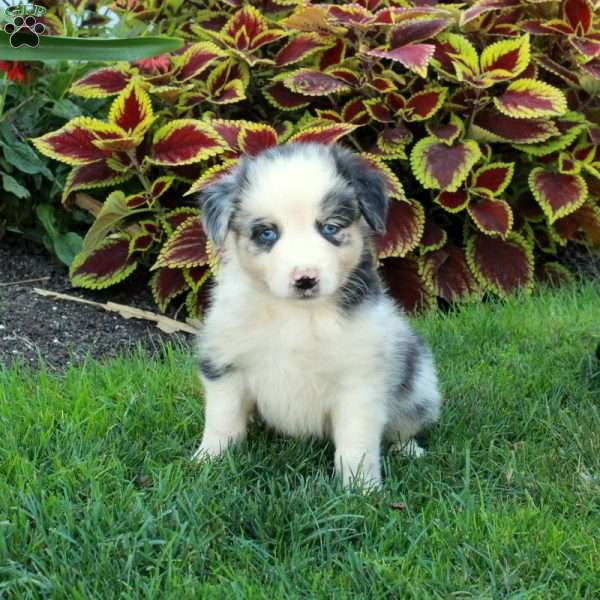 Gertie, Australian Shepherd Puppy