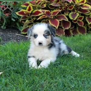 Gertie, Australian Shepherd Puppy