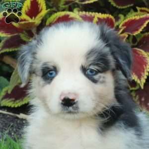 Gertie, Australian Shepherd Puppy