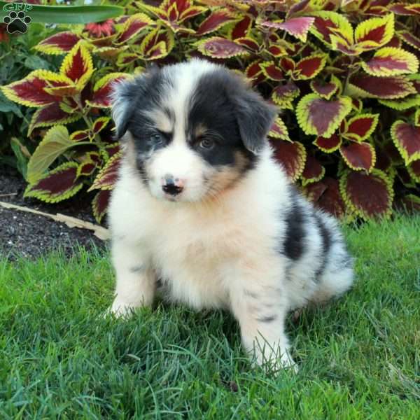 Gibby, Australian Shepherd Puppy