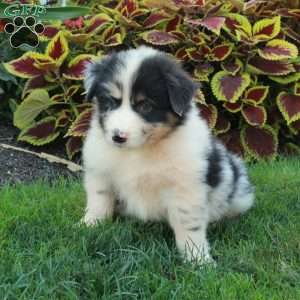 Gibby, Australian Shepherd Puppy
