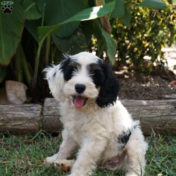 Gideon, Cockapoo Puppy