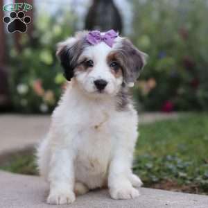 Gigi, Mini Bernedoodle Puppy