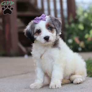 Gigi, Mini Bernedoodle Puppy
