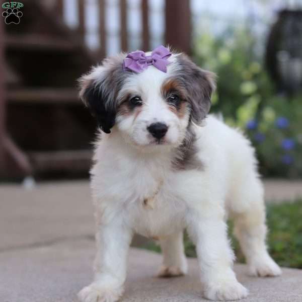 Gigi, Mini Bernedoodle Puppy