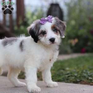Gigi, Mini Bernedoodle Puppy
