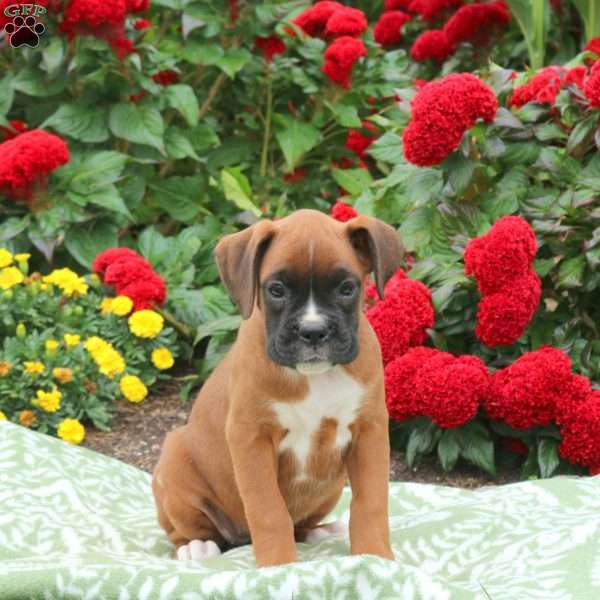 Gigi, Boxer Puppy
