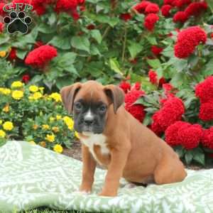 Gigi, Boxer Puppy