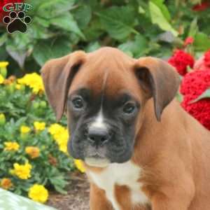 Gigi, Boxer Puppy
