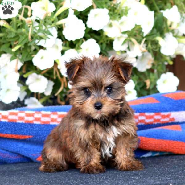 Gigi, Yorkie Puppy