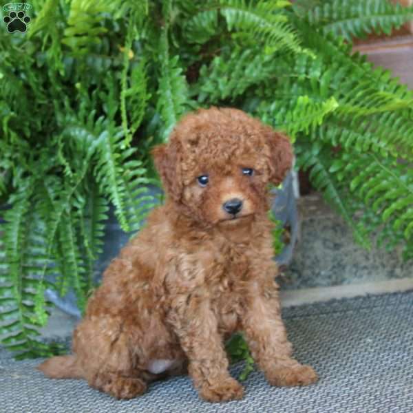 Gigi, Miniature Poodle Puppy