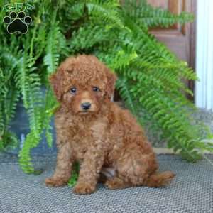Gigi, Miniature Poodle Puppy